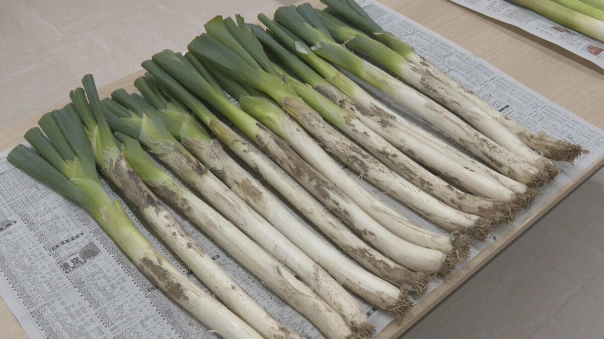 甘みの強い「飛騨のりくらねぎ」品評会 太さや緑と白の部分のバランスを審査 出荷量は例年並みで4キロ4000円で注文販売 岐阜・高山市