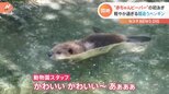 「たわしみたいだなぁ」プカプカ浮かぶビーバーの赤ちゃんに“悶絶”|TBS NEWS DIG