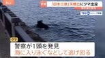「日本三景」京都・天橋立にクマ出没　カメラが捉えたクマ…山形では旬のサクランボに被害|TBS NEWS DIG