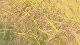 大分県内の水稲作柄 日照不足や大雨も秋からの好天で平年並み「101」で確定 | 大分のニュース|OBS NEWS|大分放送