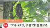“青葉”茂る杜の都に「アオバズク」3羽のヒナの子育てに密着 意外「リス」が天敵?|TBS NEWS DIG