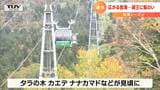 『雲海』に『紅葉』秋も深まる『蔵王』にぎわう 観光関係者は「やまがた旅割キャンペーン」に期待感 | 山形のニュース│TUYテレビユー山形