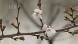 気象台がないので市長が独自に“桜の開花宣言”福岡県北九州市でもソメイヨシノが咲く　|　福岡のニュース｜RKB NEWS｜RKB毎日放送