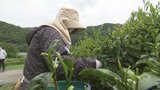 茶の産地、南部町で一番茶の収穫はじまる 一方で需要低迷 その要因とは 山梨 | 山梨のニュース | UTYテレビ山梨