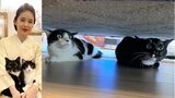 【ねこ】藤あや子の愛猫マル＆オレオ「コワイデス」　ベッド下にイカ耳避難でフォロワー沸く|TBS NEWS DIG