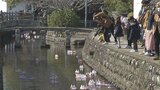 春の日差しの下 日田市で流しびな 観光客にぎわう | 大分のニュース|OBS NEWS|大分放送