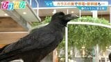 “春のカラス”神経質なぜ？電柱に巣作りで停電も…身を守るための3つの行動は【ひるおび】|TBS NEWS DIG