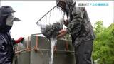 「一番は自然を守りたいという信念」仙台・広瀬川でアユの稚魚を放流　|　宮城のニュース│tbc NEWS│tbc東北放送