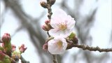 高松地方気象台がソメイヨシノの開花を発表　平年より2日　昨年より7日遅い開花【香川】　|　岡山・香川のニュース | 天気 | RSK山陽放送