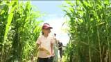 「難しいのが楽しい」トウモロコシ畑の巨大迷路が今年もオープン 宮城・涌谷町|TBS NEWS DIG