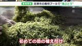 「やっとここまで、感無量」廃校の小学校プールで海ぶどうの養殖はじまる 11月中旬に収穫100g500円で販売ー静岡・沼津市|TBS NEWS DIG