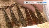 贈答用クルマエビの出荷が盛ん おがくずと共に箱詰めして年末年始の食卓へ 熊本・上天草市|TBS NEWS DIG