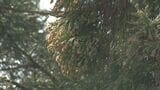 花粉飛散量「非常に多い」例年の倍以上…2023年春の花粉飛散予想、2022年夏「晴れ」「少雨」で条件整った… 長野|TBS NEWS DIG