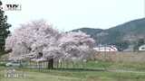 線路沿いに満開の桜 青空のもと 旭昇桜が満開に 新幹線と桜のコラボレーション | 山形のニュース│TUYテレビユー山形