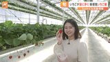 【旬】約1.7倍栽培できる?立ったままいちご狩りができる?全国でも珍しい“リフト式の高設栽培”とは【Sunトピ】|TBS NEWS DIG
