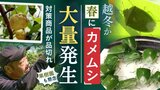去年の200倍 春に「カメムシ」大量発生 福岡県内の果樹園で被害も 暖冬の影響で越冬か|TBS NEWS DIG