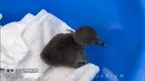 「元気に育ってくれたら」ケープペンギンのヒナが四国水族館で誕生 親からエサをもらう時の顔が愛らしい【香川】|TBS NEWS DIG