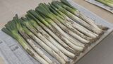 甘みの強い「飛騨のりくらねぎ」品評会 太さや緑と白の部分のバランスを審査 出荷量は例年並みで4キロ4000円で注文販売 岐阜・高山市|TBS NEWS DIG