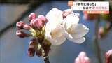 「やっと寒さから抜け出せる」仙台でサクラ開花 平年より4日早く去年より2日遅い | 宮城のニュース│tbc NEWS│tbc東北放送