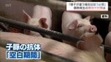"子豚の場合は感染しやすい時期が生まれやすい”　「豚熱」発生の要因と対策　専門家に聞く　|　MRTニュース ｜ ＭＲＴ宮崎放送