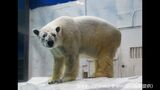 ホッキョクグマが3年ぶりに平川動物公園へ 和歌山から3月に来園|TBS NEWS DIG