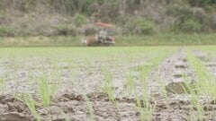 今年の夏から秋に獲れる主食用のコメ　作付け面積は去年並みの見通し　農水省示す「適正量」上回る水準| TBS CROSS DIG with Bloomberg