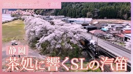 茶処に響くSLの汽笛と桜トンネル&牛代(うしんしろ)のみずめ桜【JNN sakuraドローンDIG 2025】|TBS NEWS DIG