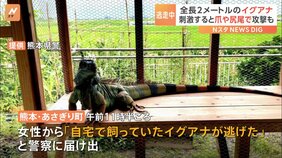 全長2メートルのイグアナが逃げ出す 刺激すると爪や尻尾で攻撃するおそれも 熊本|TBS NEWS DIG