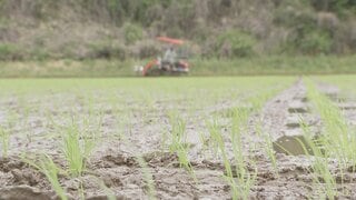 今年の夏から秋に獲れる主食用のコメ　作付け面積は去年並みの見通し　農水省示す「適正量」上回る水準| TBS CROSS DIG with Bloomberg