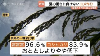 富山県が米の高温対策を確認…一等米比率向上へ「富富富」3割目標、中干し徹底呼びかけ 石川・福井で発生の「イネカメムシ」侵入にも厳戒態勢 | 富山のニュース|天気・防災|チューリップテレビ