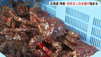 特産「花咲ガニ」の水揚げ始まる 北海道浜中町 | TBS NEWS DIG