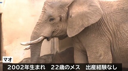 アフリカゾウの「マオ」 国内初の人工授精に挑戦 妊娠判明は3か月