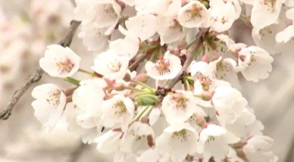 源頼朝が寄進した桜が代を重ね…14年ぶり御開帳の長野・高森町の瑠璃寺「シダレザクラ」見頃…境内で存在感放つ|TBS NEWS DIG