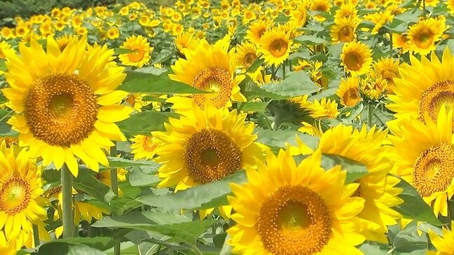 5万本のヒマワリとSNS映えスイーツ　くじゅう花公園で夏のひととき　大分・竹田市|TBS NEWS DIG