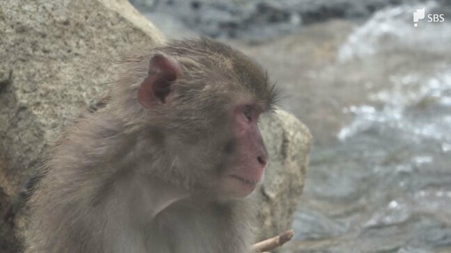 野生のサルも心配そう 土砂流れ込んだ波勝崎モンキーベイ復旧の目処立たず 南伊豆町・静岡|TBS NEWS DIG