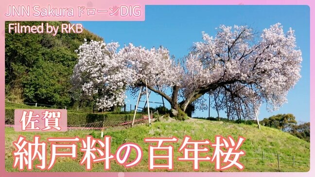 納戸料の百年桜【JNN sakuraドローンDIG 2024】|TBS NEWS DIG