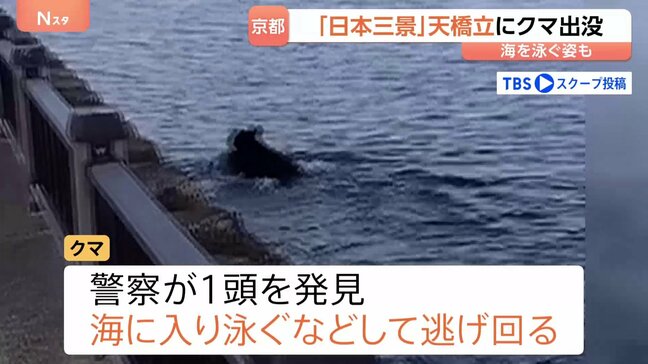 「日本三景」京都・天橋立にクマ出没　カメラが捉えたクマ…山形では旬のサクランボに被害|TBS NEWS DIG