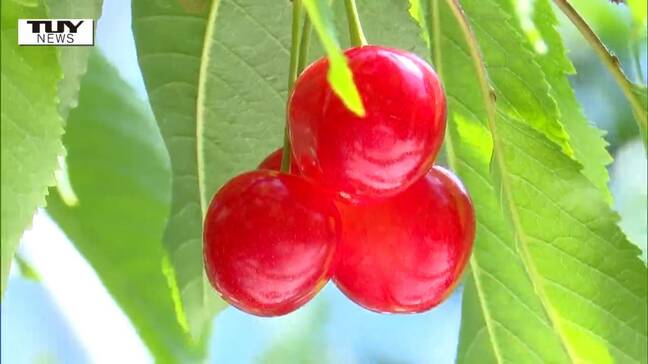 【速報】今年のさくらんぼ作柄調査結果 去年より多いが「平年より少ない」予想(山形)|TBS NEWS DIG