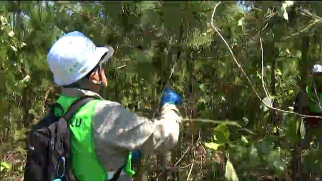 東日本大震災後に植樹されたクロマツの手入れ　宮城・東松島市|TBS NEWS DIG