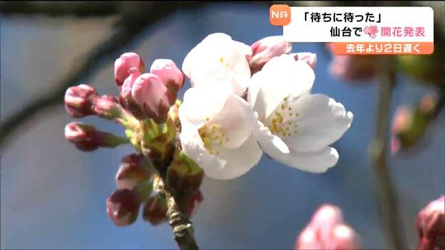 「やっと寒さから抜け出せる」仙台でサクラ開花　平年より４日早く去年より２日遅い|TBS NEWS DIG