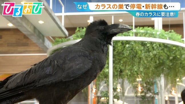 “春のカラス”神経質なぜ?電柱に巣作りで停電も…身を守るための3つの行動は【ひるおび】|TBS NEWS DIG