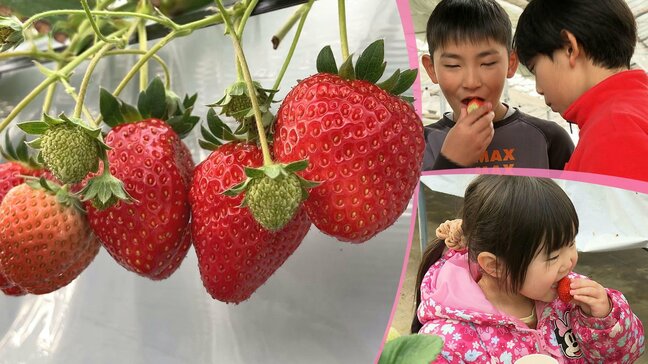 1月15日は「いちごの日」　これから収穫の最盛期を迎えるイチゴ　イチゴ狩りを満喫するためのポイントを紹介！　岩手・八幡平市　|TBS NEWS DIG