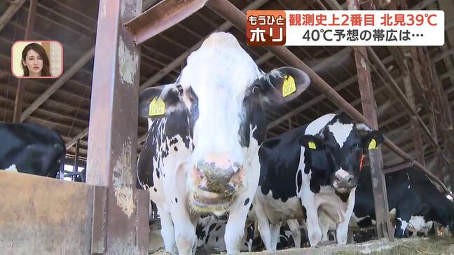 【熱波暮らし直撃】乳牛もぐったり「かなり呼吸が早い状態」搾乳量が1割減、帯広のスケート場前は雪山の大サービス、医師「室内にたまった熱を逃がすことが重要」|TBS NEWS DIG