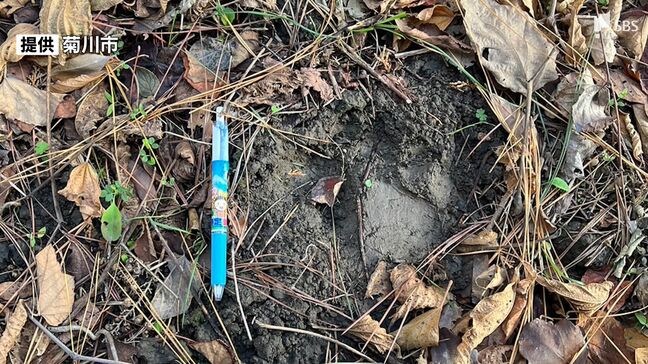 【速報】またクマの目撃情報 足跡も 今回は静岡県菊川市の住宅街 周辺では24日、25日にも足跡見つかる|TBS NEWS DIG