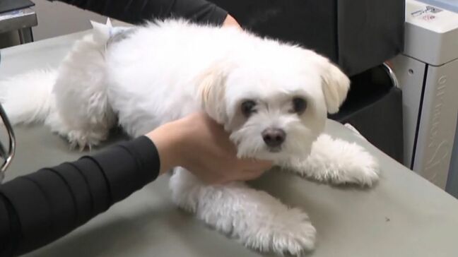 突然ペットのお尻から液体が… この時期多い“フルーツの誤食”も 年中無休・毎日20時間診療 夜間の動物病院に密着|TBS NEWS DIG