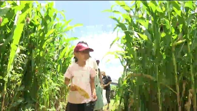 「難しいのが楽しい」トウモロコシ畑の巨大迷路が今年もオープン　宮城・涌谷町|TBS NEWS DIG