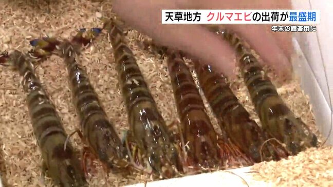 贈答用クルマエビの出荷が盛ん おがくずと共に箱詰めして年末年始の食卓へ　熊本・上天草市|TBS NEWS DIG