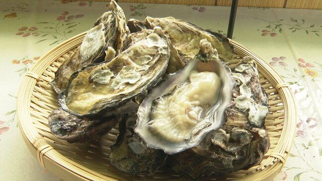 「濃厚。味が全然違う」珍しい “干潟養殖のカキ” 販売始まる　熊本県荒尾市|TBS NEWS DIG
