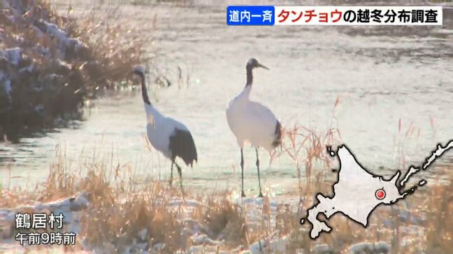 絶滅危惧種タンチョウの越冬分布調査が北海道ではじまる　個体数や越冬する場所を把握へ　生息数は1952年度33羽⇒2024年度1927羽まで増加|TBS NEWS DIG