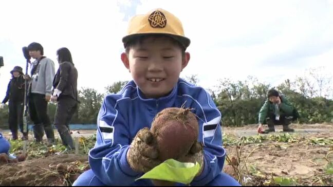 石川県内は肌寒い一日に 秋の味覚！小学生が「かほっくり」を収穫|TBS NEWS DIG
